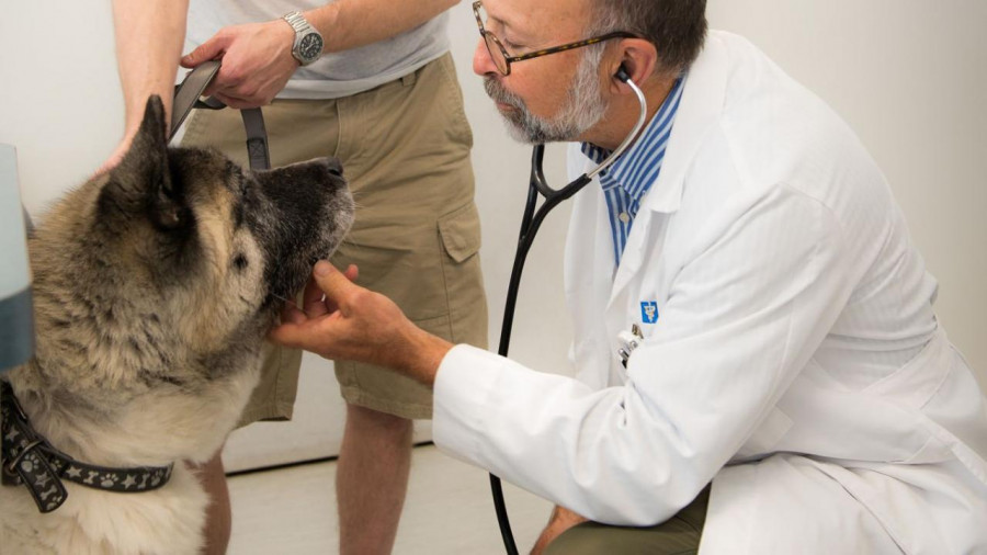Protocolo coronavirus veterinario