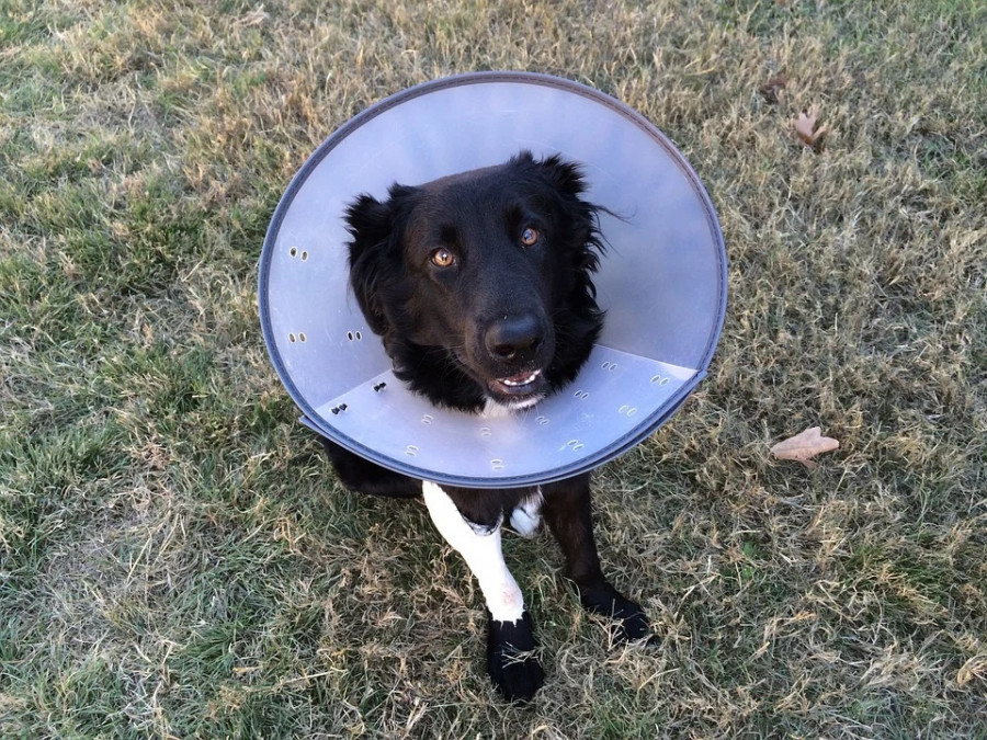 Coordinar corona Ocurrencia Cómo afecta al bienestar de perros y gatos el uso del collar isabelino