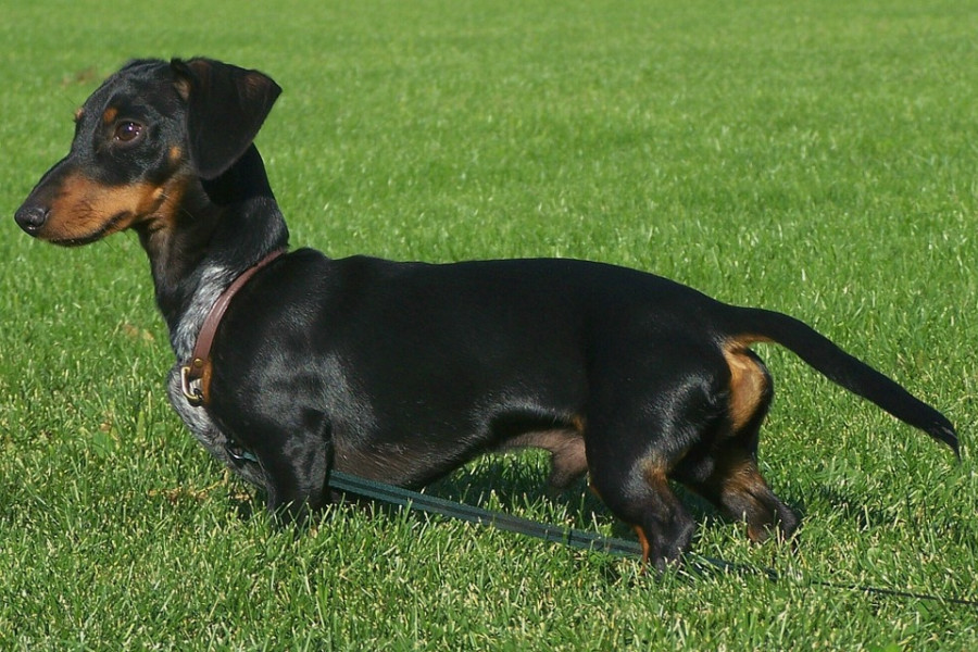Perro salchicha