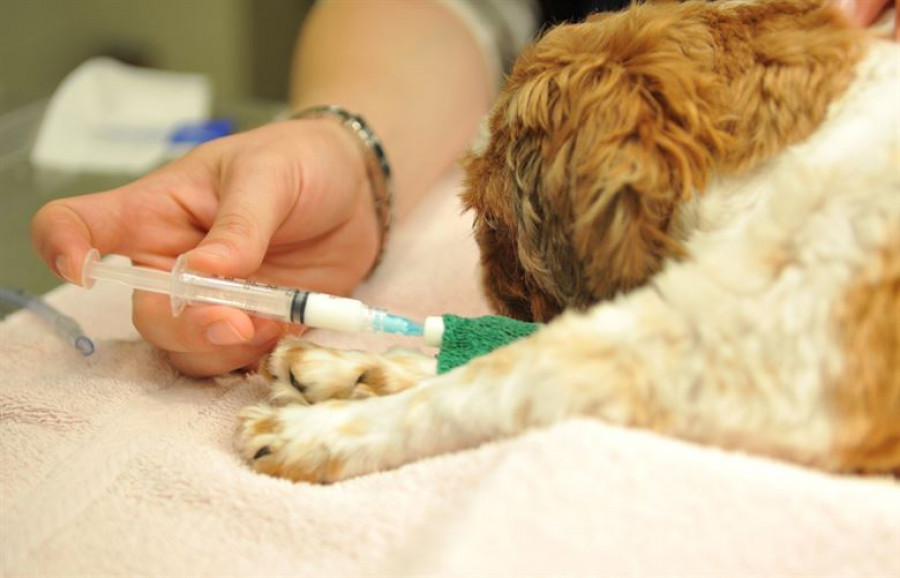 Medicamento perros