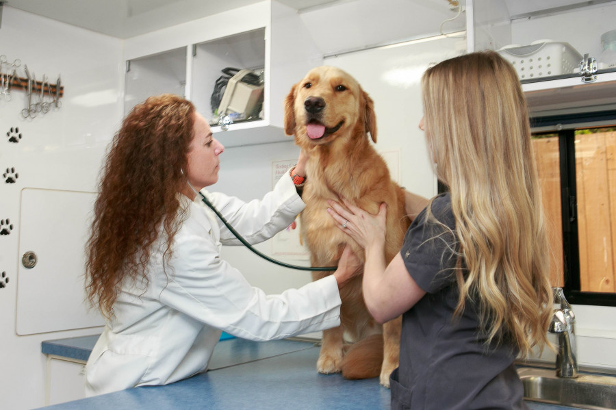 Clinica veterinaria coronavirus