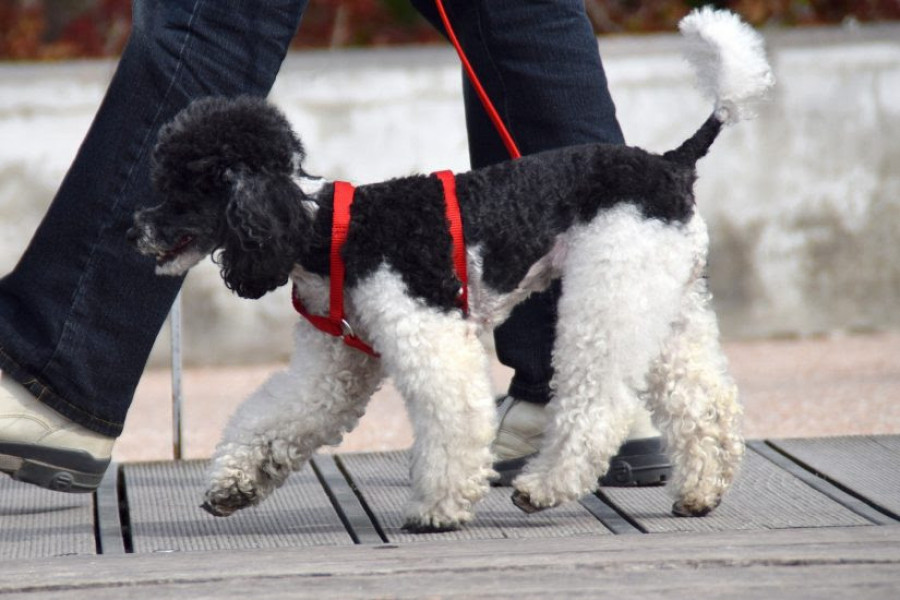 Paseo perros coronavirus