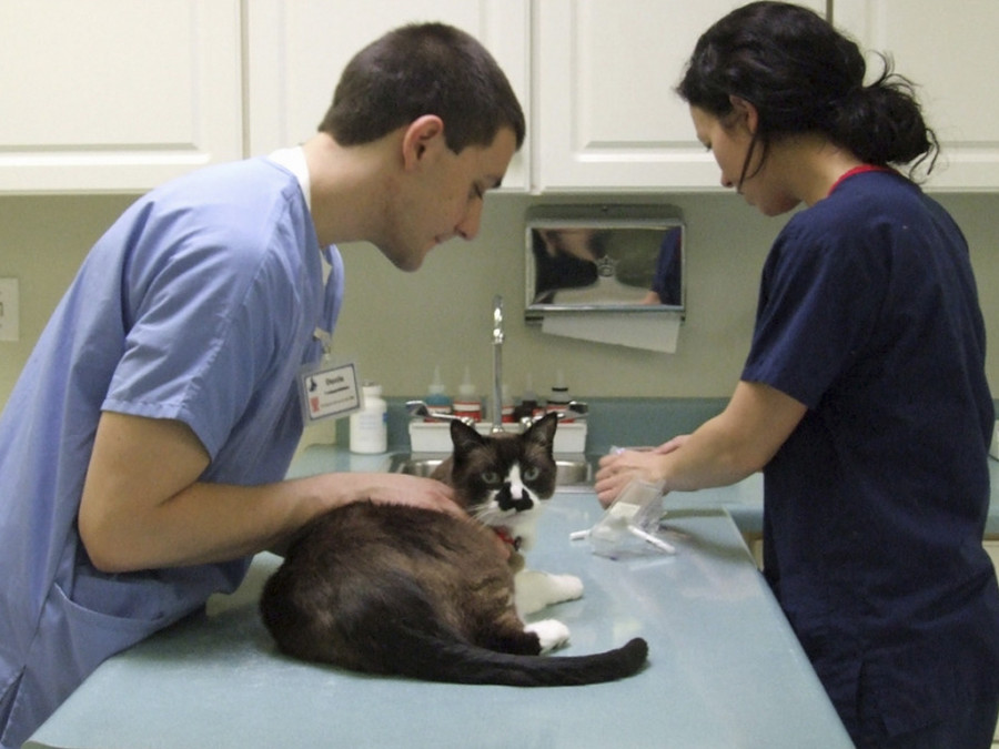 Coronavirus veterinarios