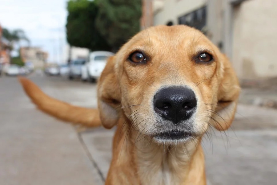 Maltrato animal