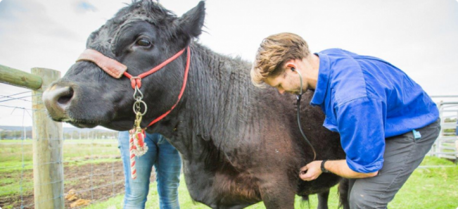 veterinaria