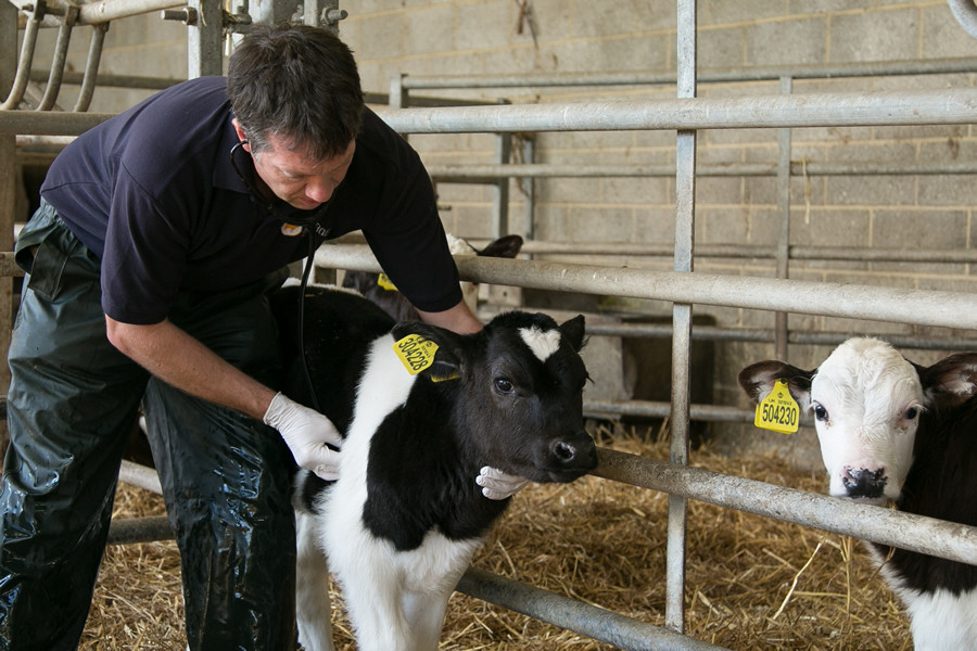 Veterinario granja