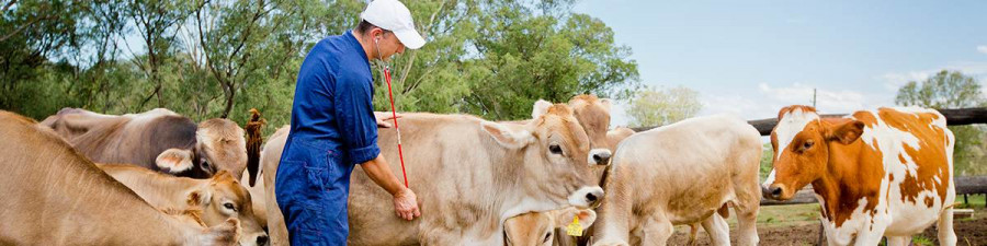 Granja veterinario
