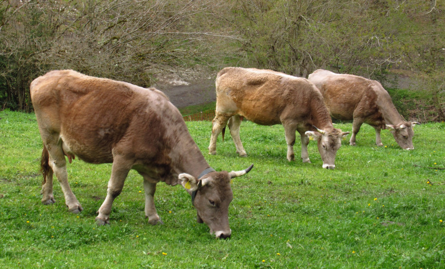 saneamiento ganadero cantabria