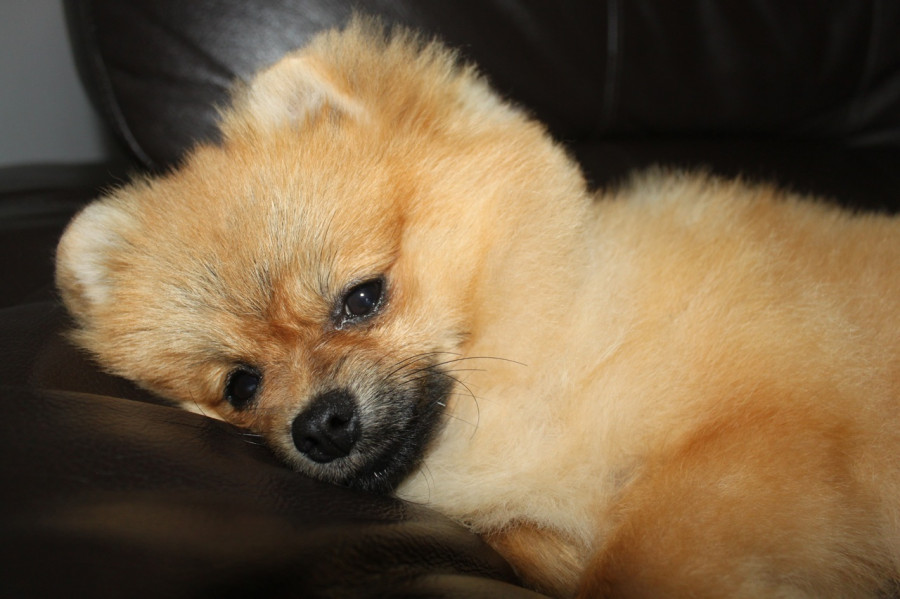 perro coronavirus