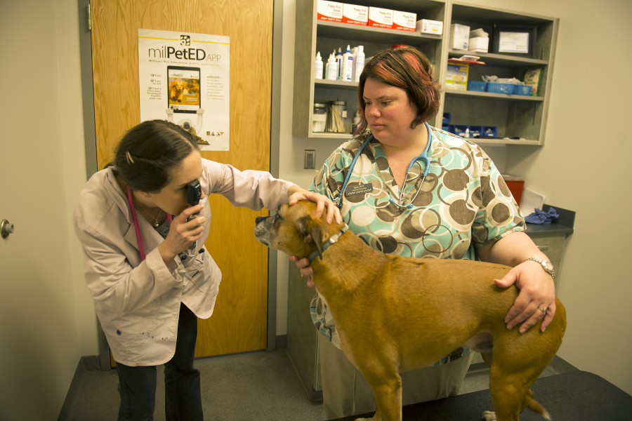 clínicas veterinarias coronavirus