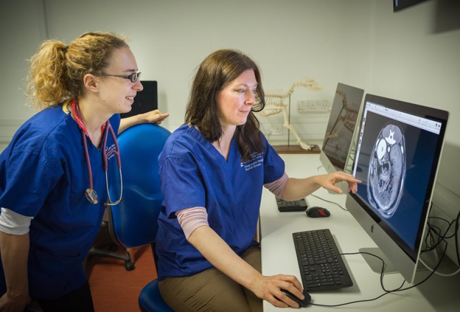 Consulta veterinaria online