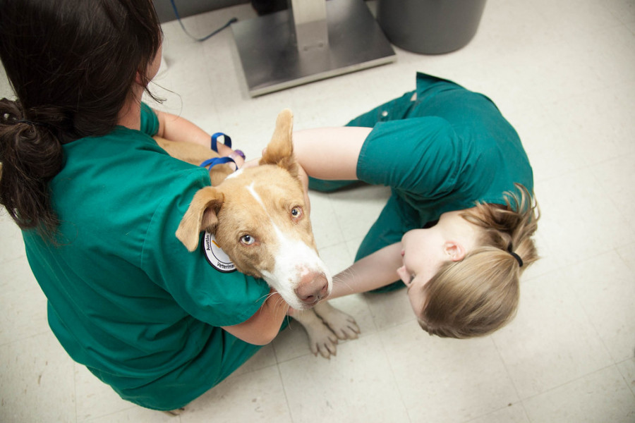 Veterinarios voluntarios