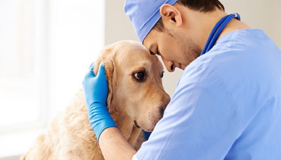 Veterinarios voluntarios