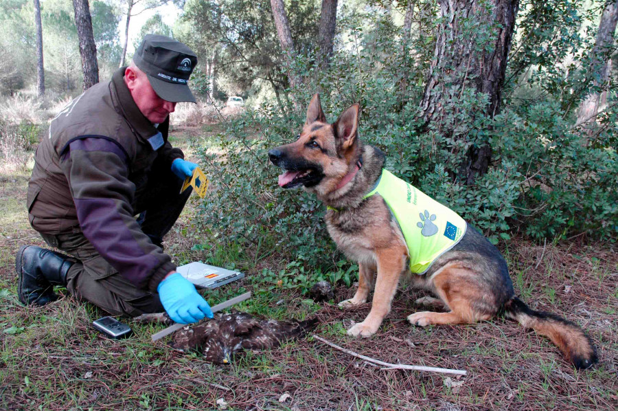 Perros detectores veneno