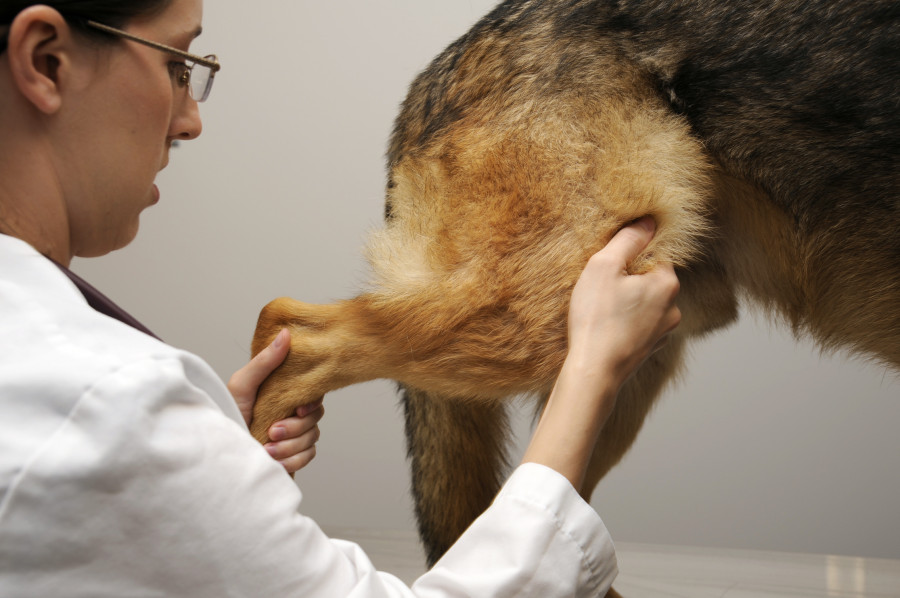 Clínica veterinaria estado alarma