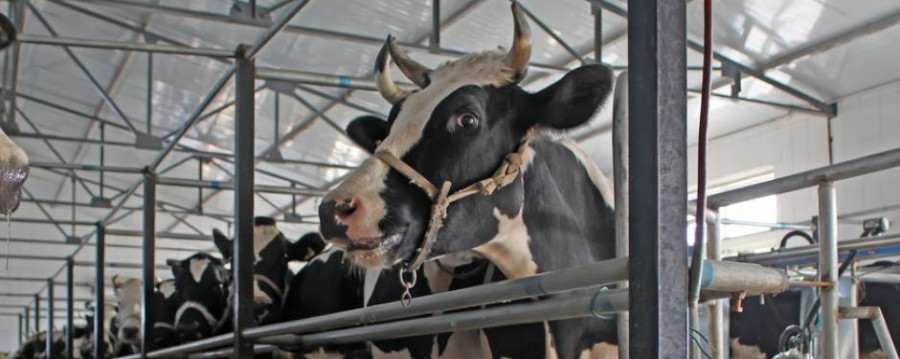 Vaca