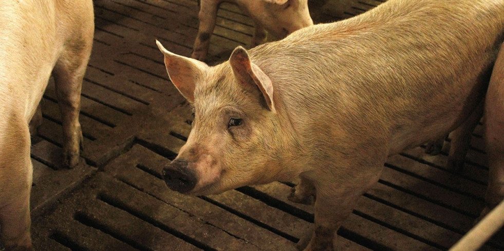 Un proyecto busca reducir el uso de antibióticos en el porcino español