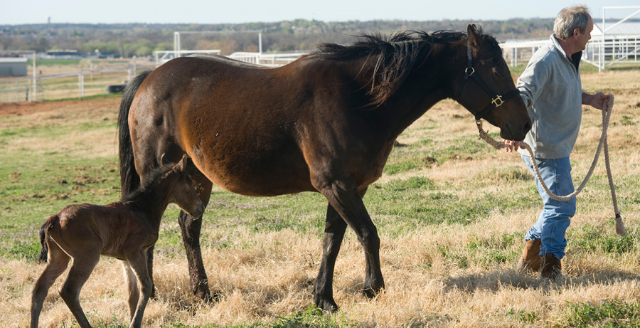 Caballos