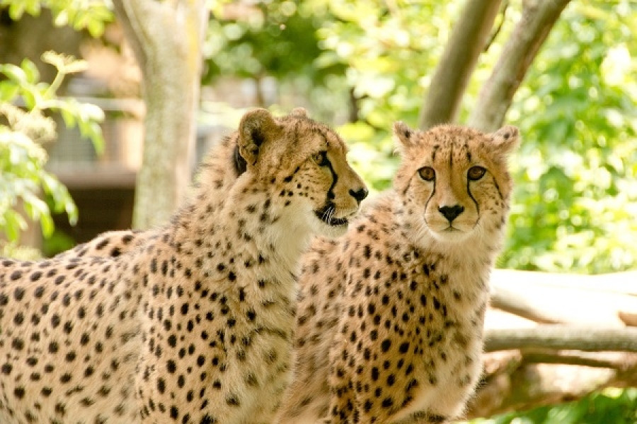 Zoo España