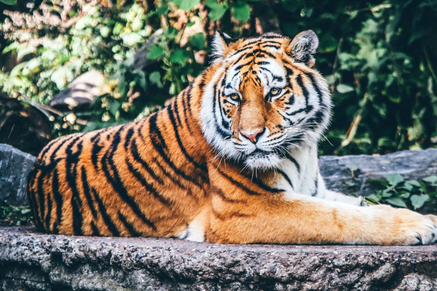 tigre
