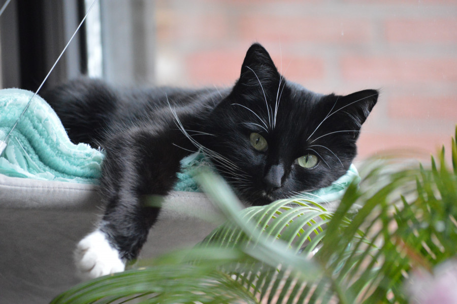 gatos coronavirus