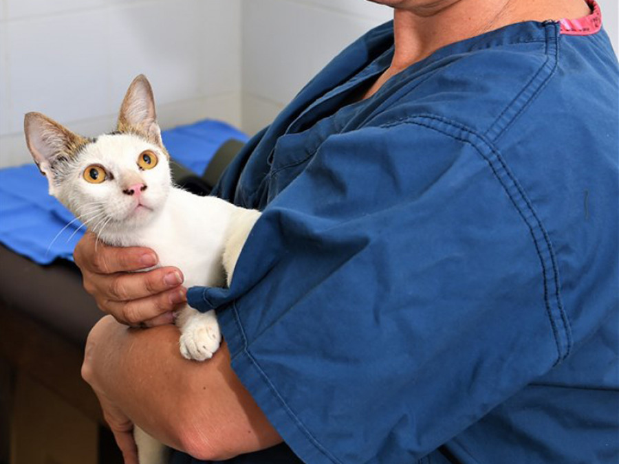 Gingivoestomatitis crónica felina