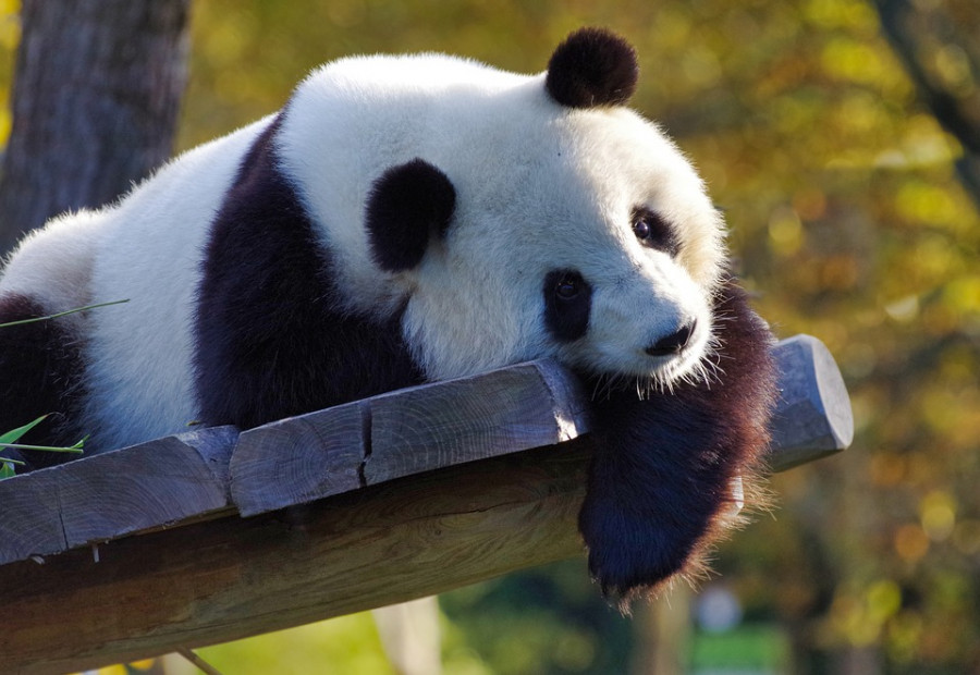 Panda operación