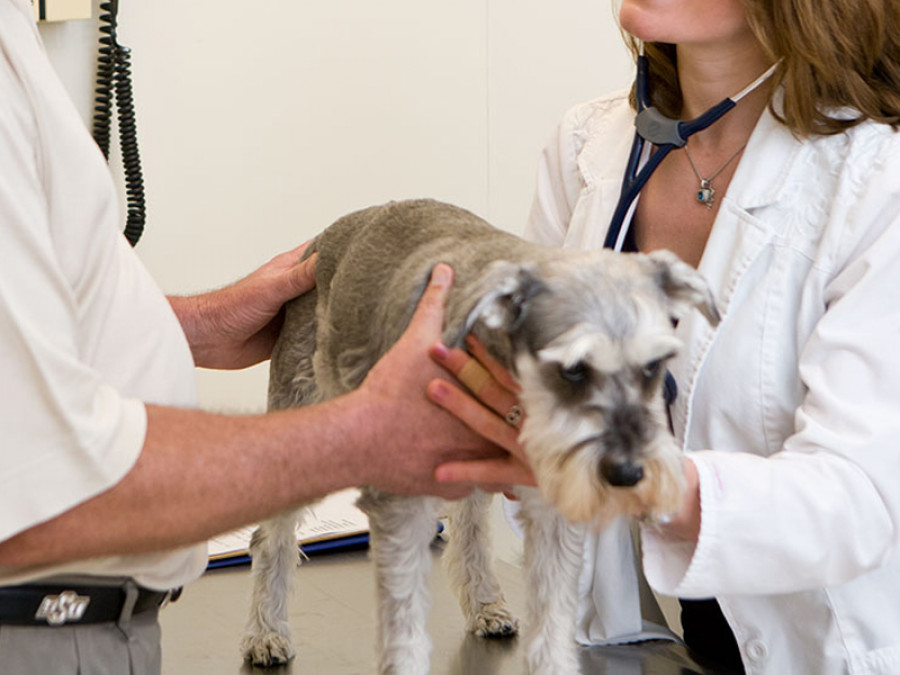 Triaje veterinaria veterinario