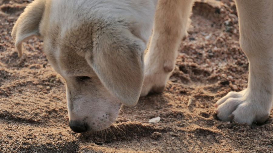 perros coronavirus