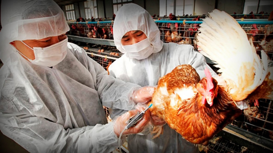 Situación de la gripe aviar en la Unión Europea