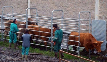 Amenazan con paralizar los saneamientos de bovinos desde el 12 de junio en Castilla y León