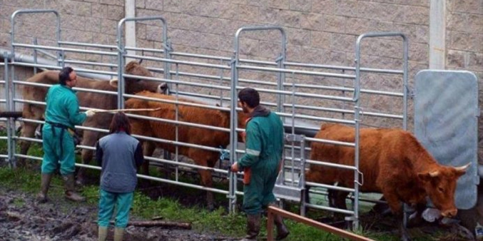 Amenazan con paralizar los saneamientos de bovinos desde el 12 de junio en Castilla y León