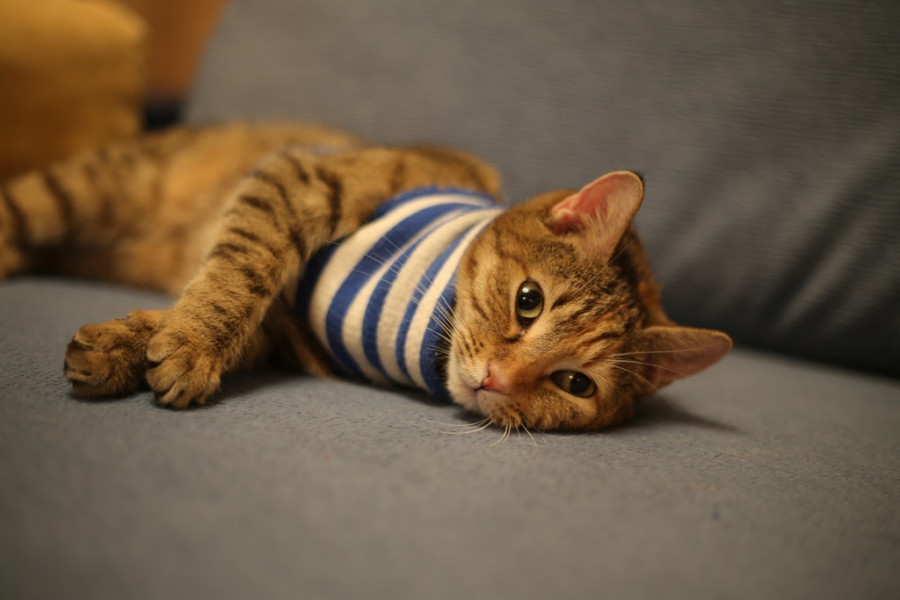 gato coronavirus
