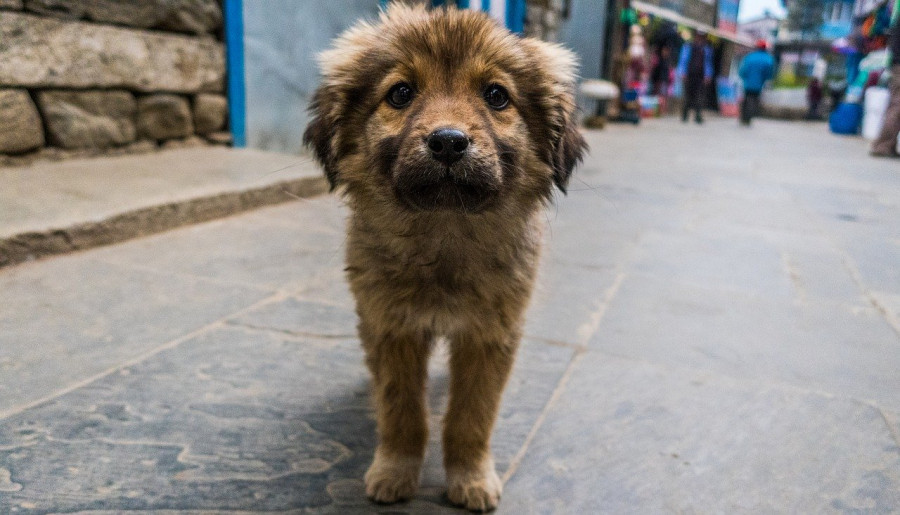 perros estudio nepal