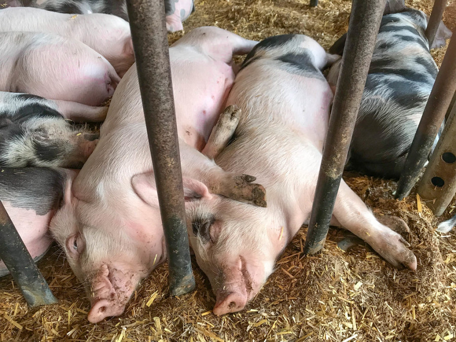 Estudio cerdos cerdas porcino España