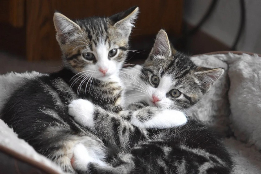 Dieta gatitos gatos alimentación