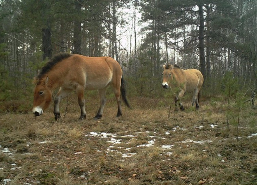 Caballos chernobil 2