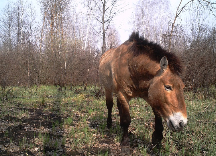 Caballos chernobil