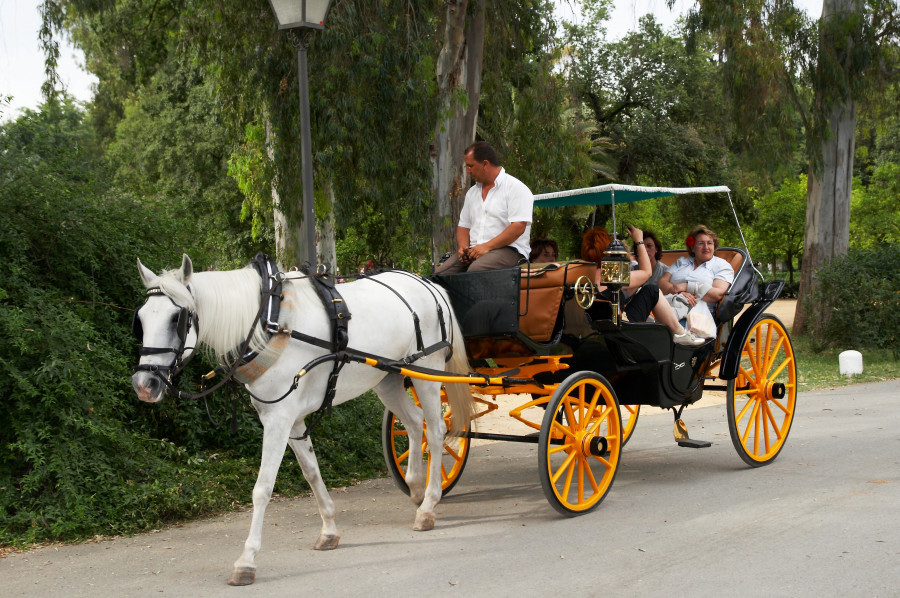 Guía coches de caballos