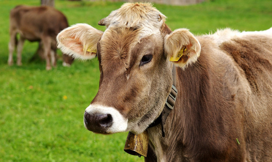 Vaca saneamiento ganadero castilla y león