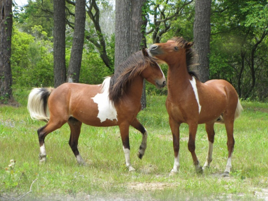 Caballos bacteria humanos