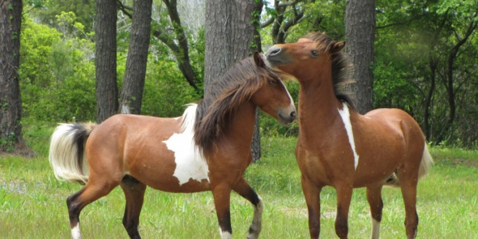 Hallan nueva ruta de infección de bacteria que se contagia de caballos a humanos