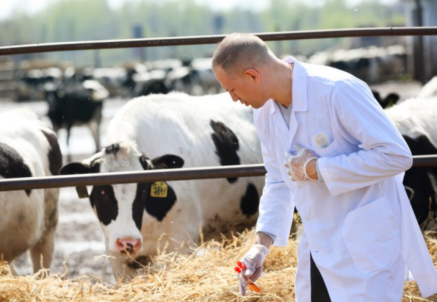 Bienestar animal veterinario