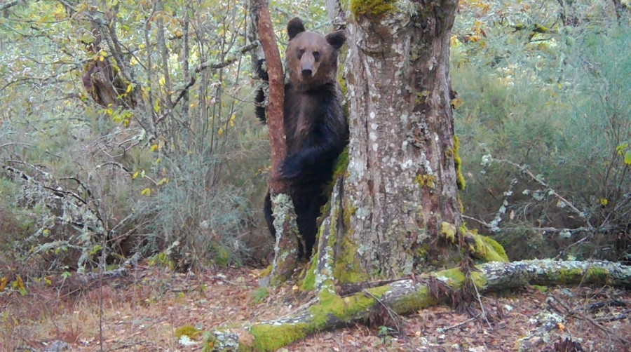 Oso Invernadeiro Día