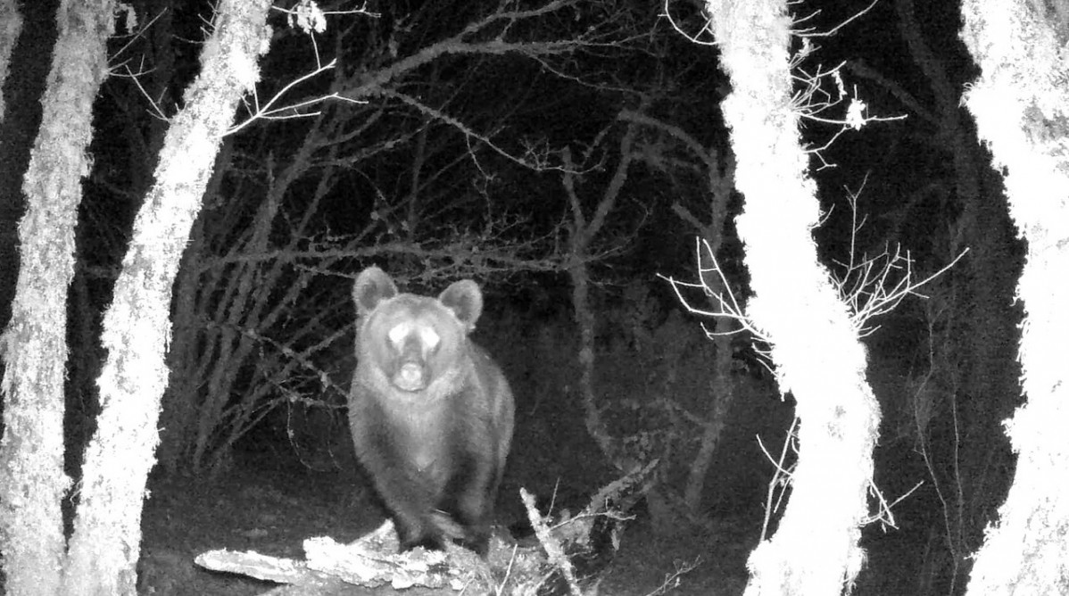 Oso Invernadeiro Noche