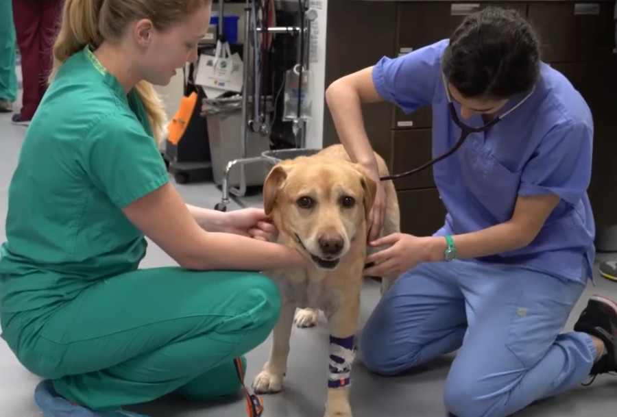 One health una saluda veterinaria medicina