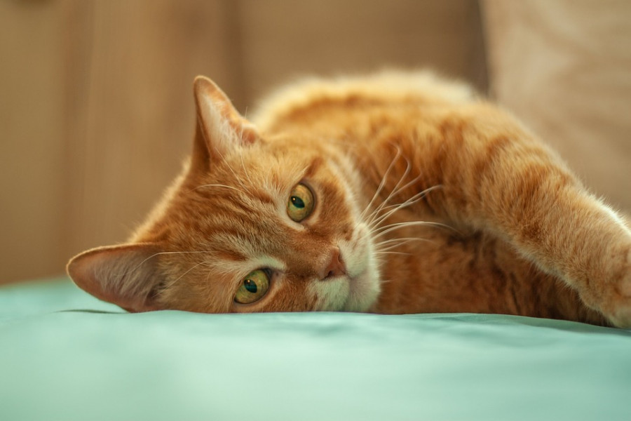 Gato coronavirus España