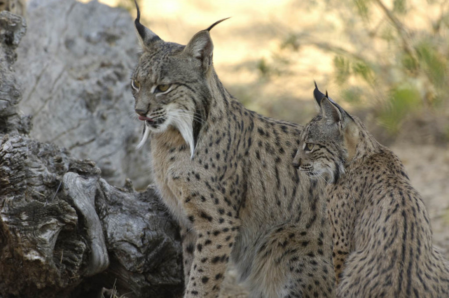 Lince