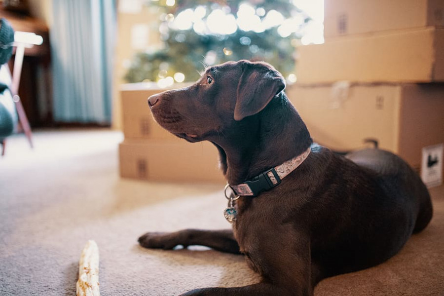 Ejercicios perros casa