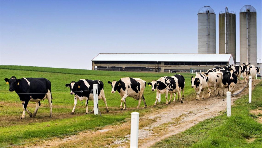 Granja de vacas